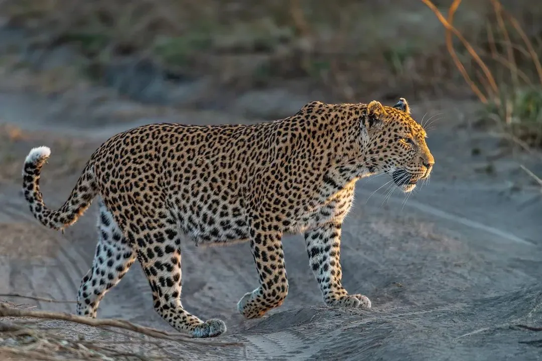 Tanzania Safari — leopard