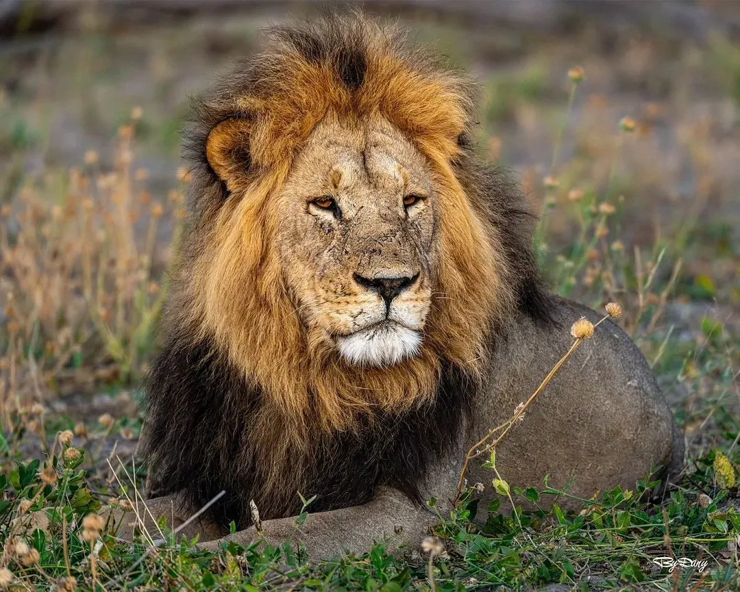 Maasai Mara — Kenya Safari