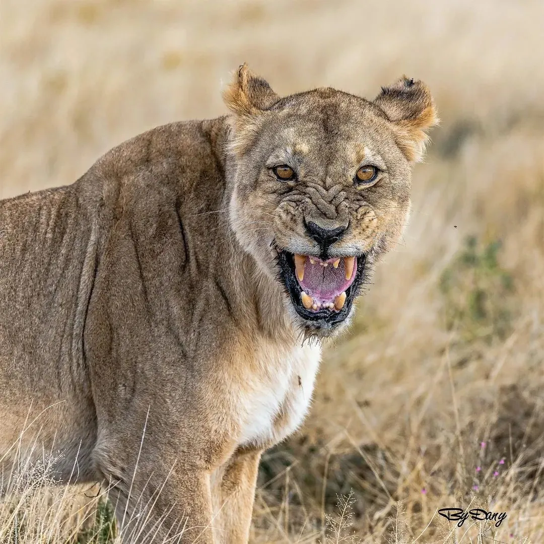 Full day game drive