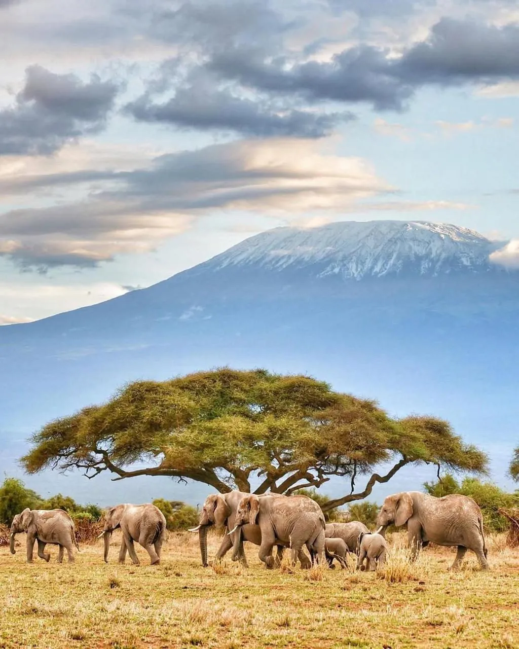 Amboseli Kenya