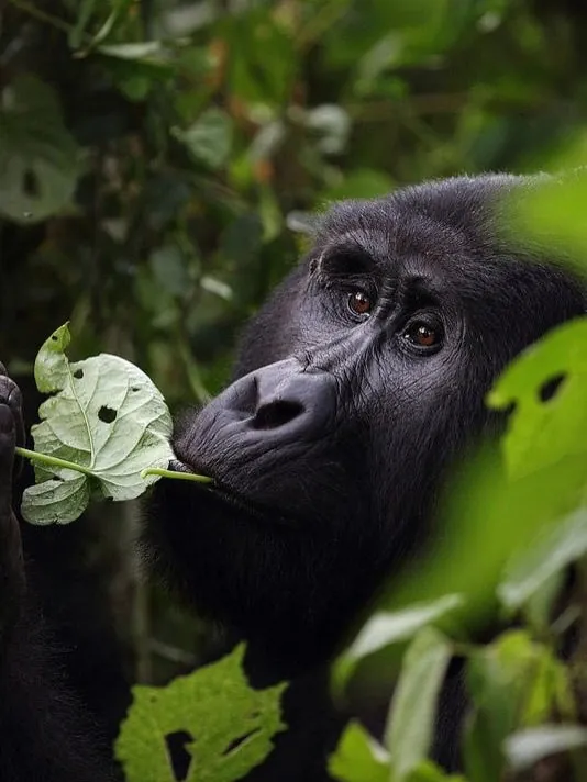 Gorilla trekking Rwanda — mountain gorilla in the rainforest